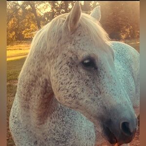 Meet your Posher, Shannon dara